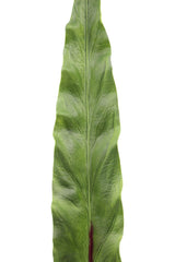 Foglia Asplenium finta: piante artificiali di qualità - 93057
