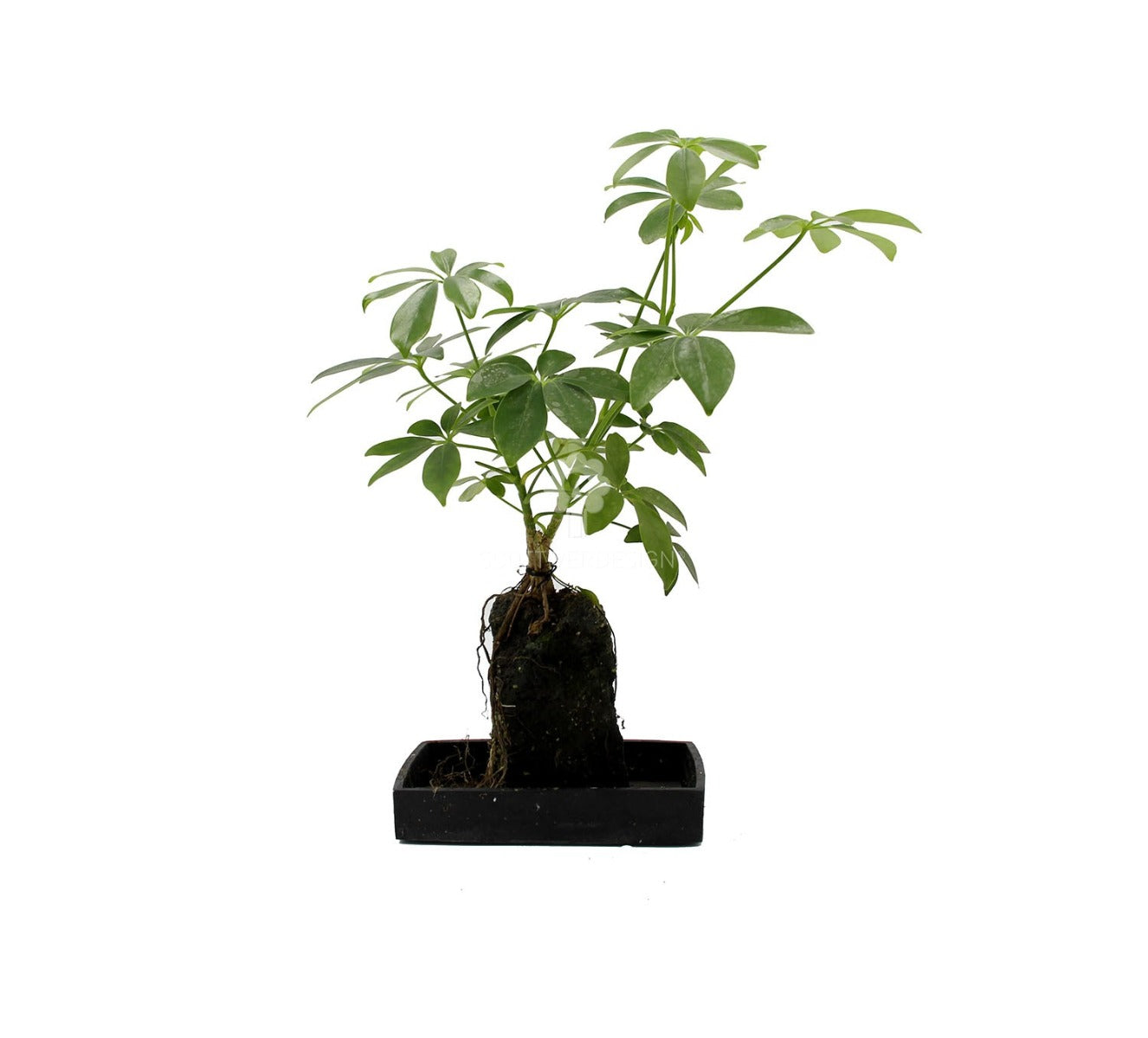 Schefflera su roccia vulcanica - Lova-Schefflera
