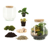 Kit Terrarium Fai da Te Mix Piante Tropicali – Vaso Tondo in Vetro H17 con Tappo in Sughero