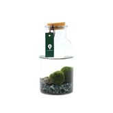 Alga Marimo in bottiglia - 527-marimo-bottiglia