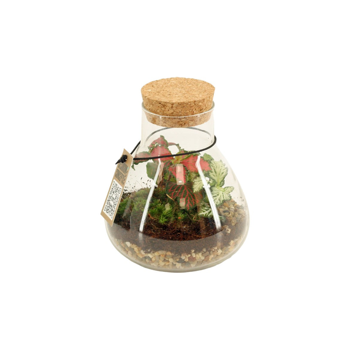 Bomboniera Green | Terrarium New Laborantin - HAR_L3W500