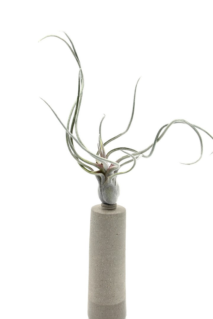 Pianta Tillandsia finta: piante artificiali di qualità - 231549,70