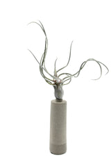 Pianta Tillandsia finta: piante artificiali di qualità - 231549,70