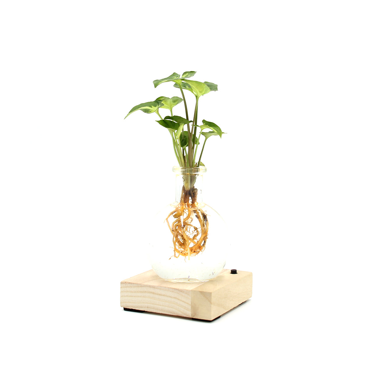 Syngonium in sfera di vetro su base LED - Syngonium-sfera-led