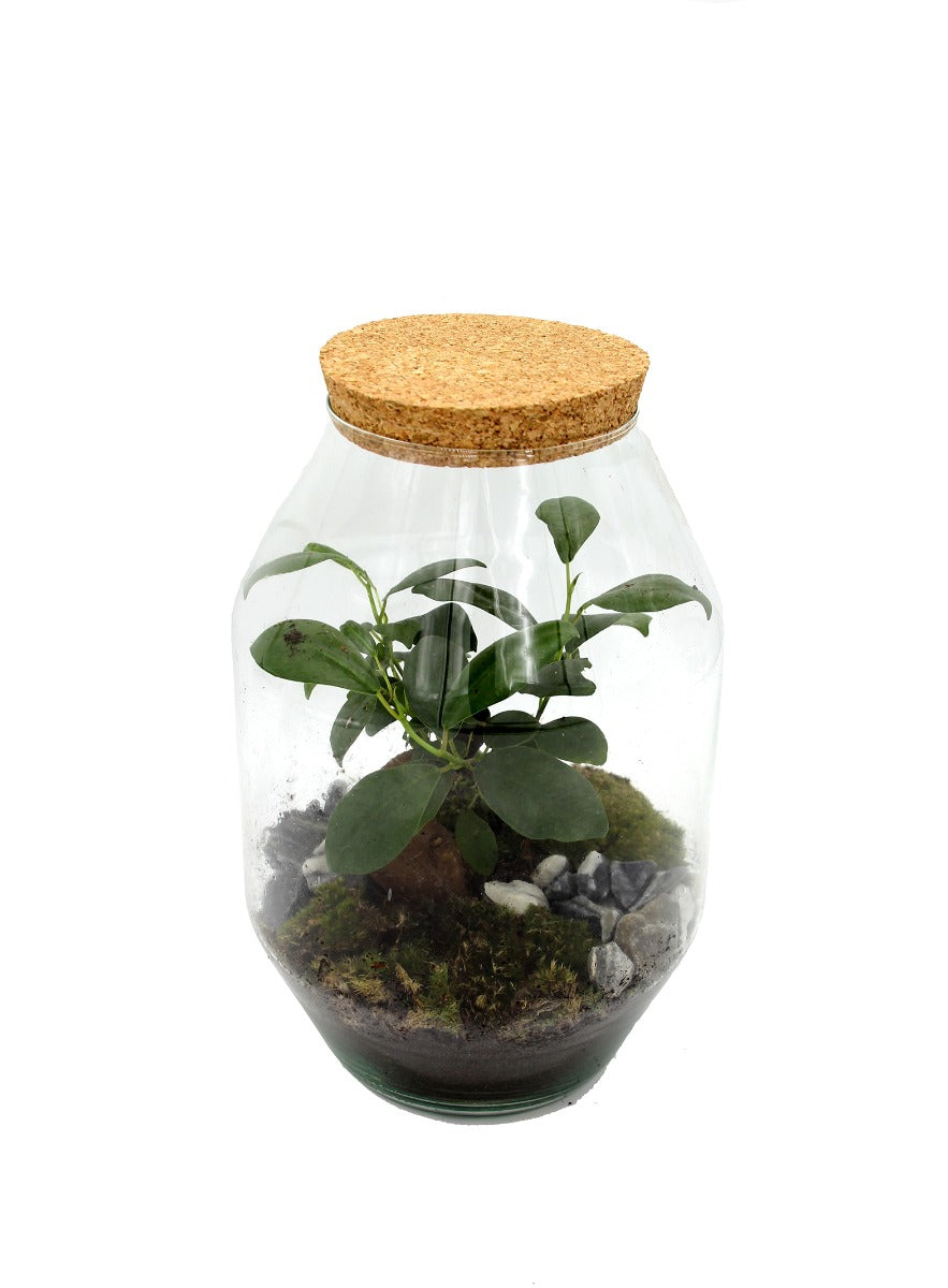 Terrarium Ginseng - terrarium-ginseng