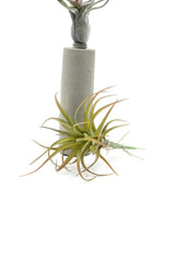 Cespuglio pianta Tillandsia: piante artificiali di qualità - 230986,48