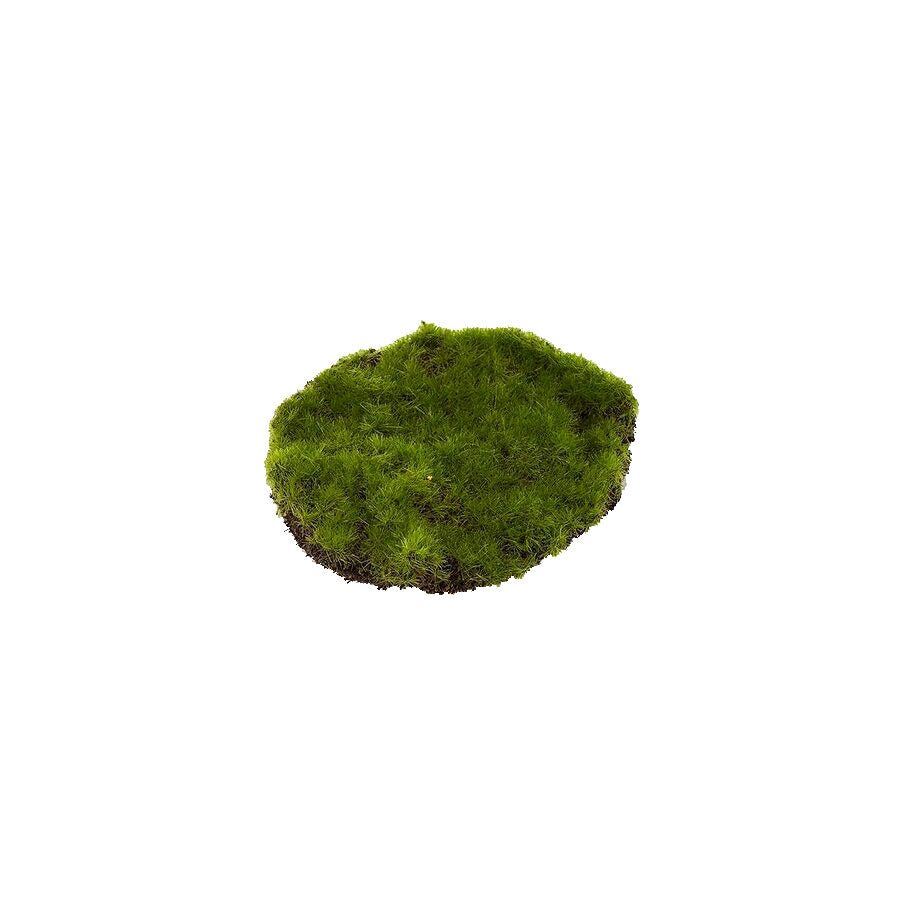 Scottiverdesign