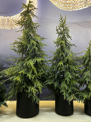 EDG - Enzo De Gasperi Albero Cryptomeria Real Touch con Vaso H152 cm