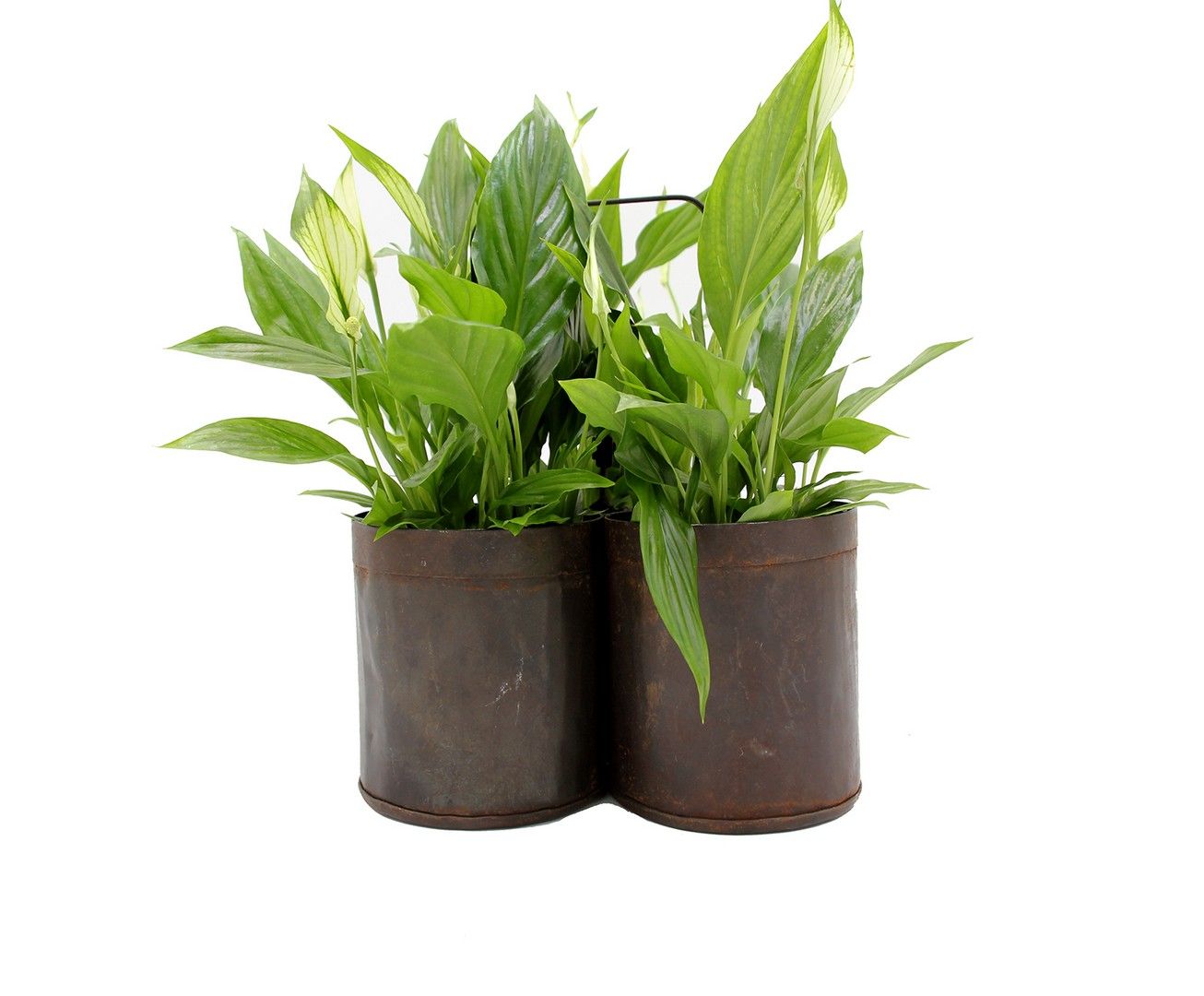 Exclusive Iron three brown buckets - 681849