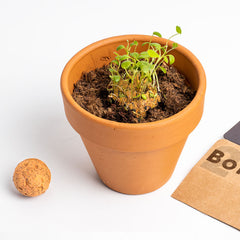 Bombe di Biodiversità – Fiori Silvestri Arancioni | Semi Naturali e Sostenibili