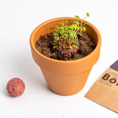 Bombe di Biodiversità – Fiori Silvestri Rossi | Semi Naturali e Sostenibili