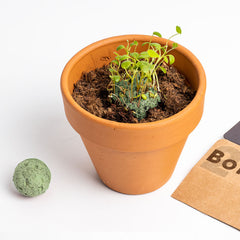 Bombe di Biodiversità – Giardino Mediterraneo | Semi Naturali e Sostenibili