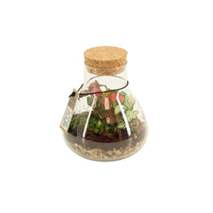 Bomboniera Green | Terrarium New Laborantin  - HAR_L3W500