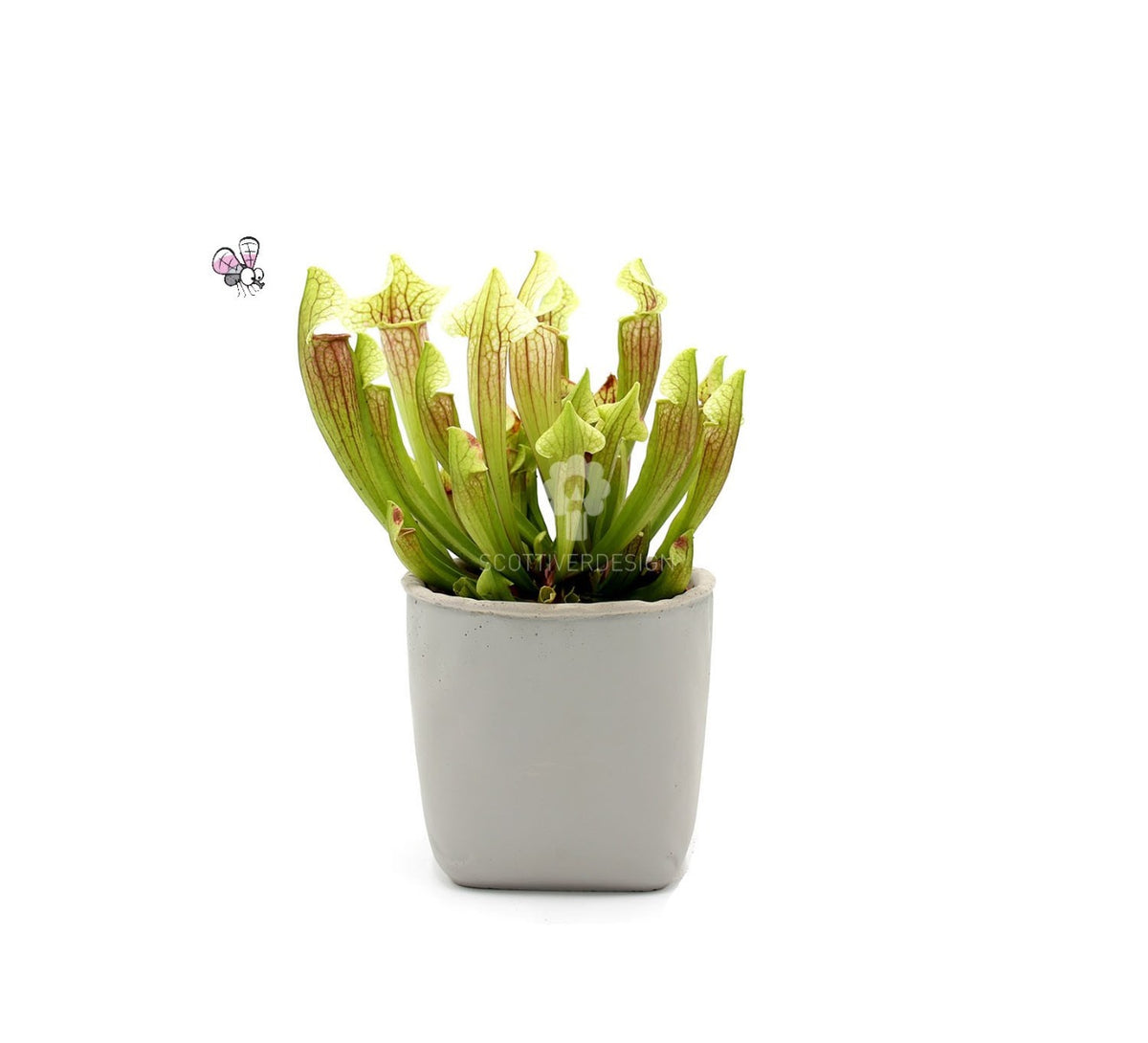 Sarracenia Barba : Piante carnivore - Saaracenia-Barba