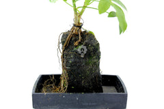 Schefflera su roccia vulcanica  - Lova-Schefflera