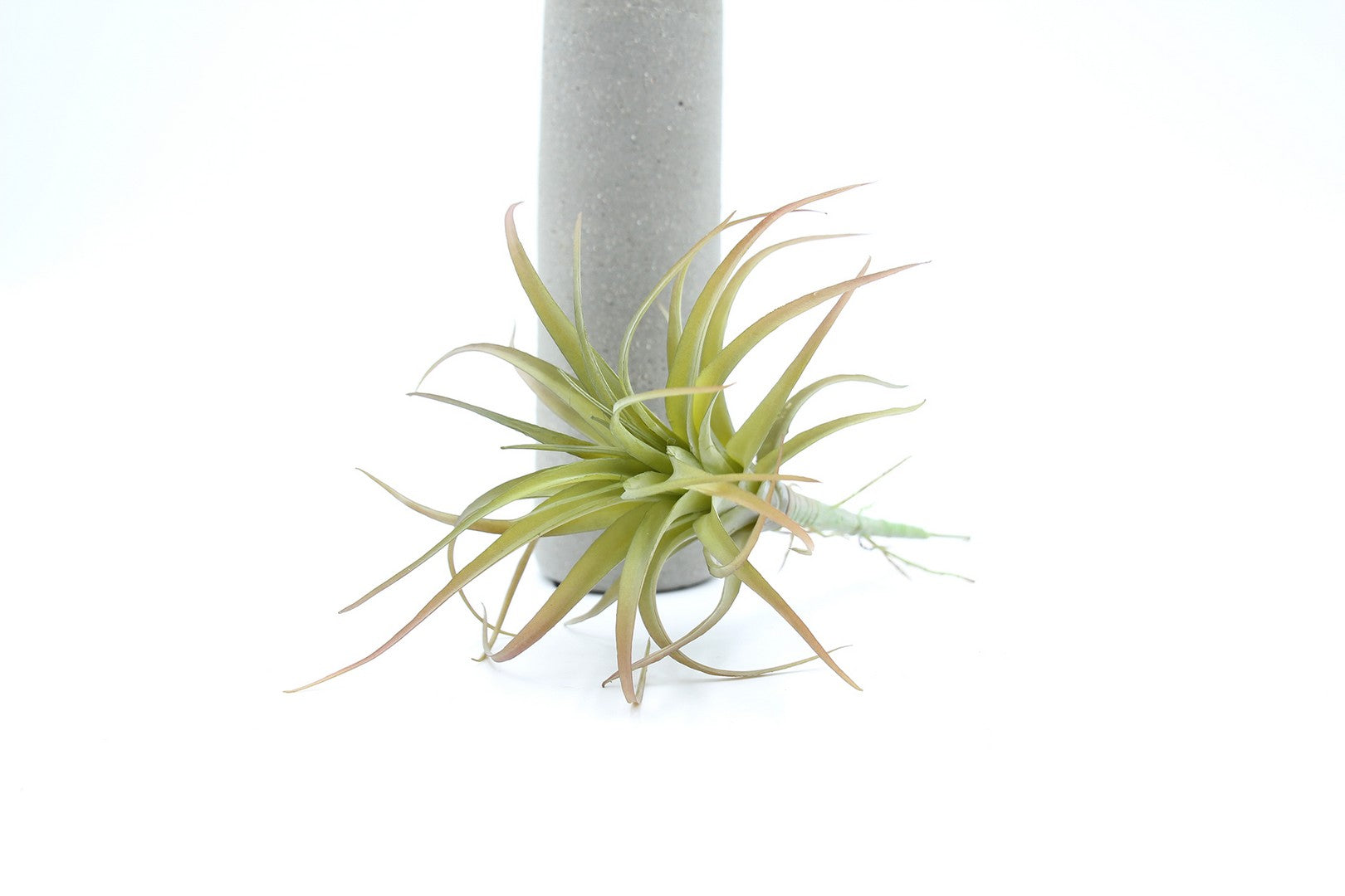 Cespuglio pianta Tillandsia: piante artificiali di qualità  - 230986,48