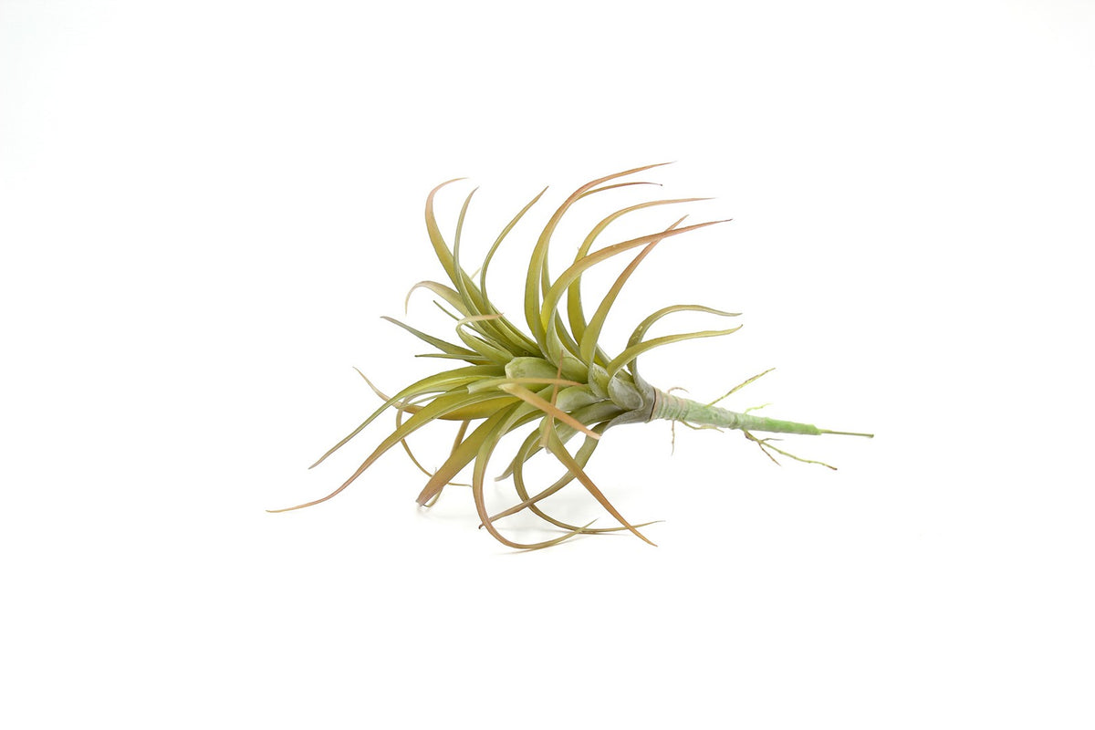 Cespuglio pianta Tillandsia: piante artificiali di qualità  - 230986,48